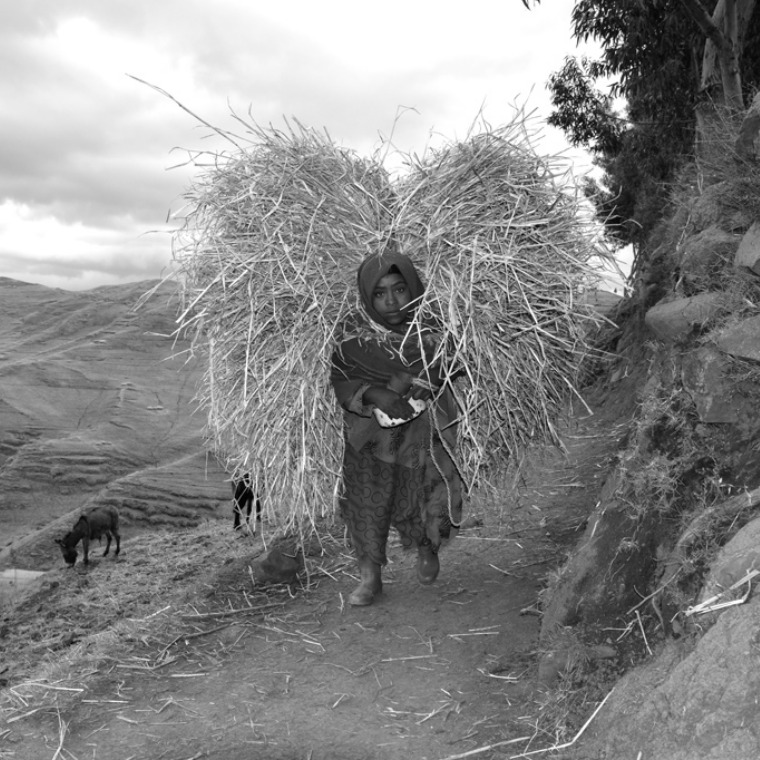 Girl carrying large bundle of wheat on her back in the Simien Mountains
