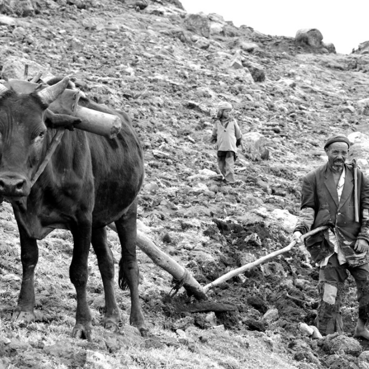 Man ploughing with ox in Simien Mountains